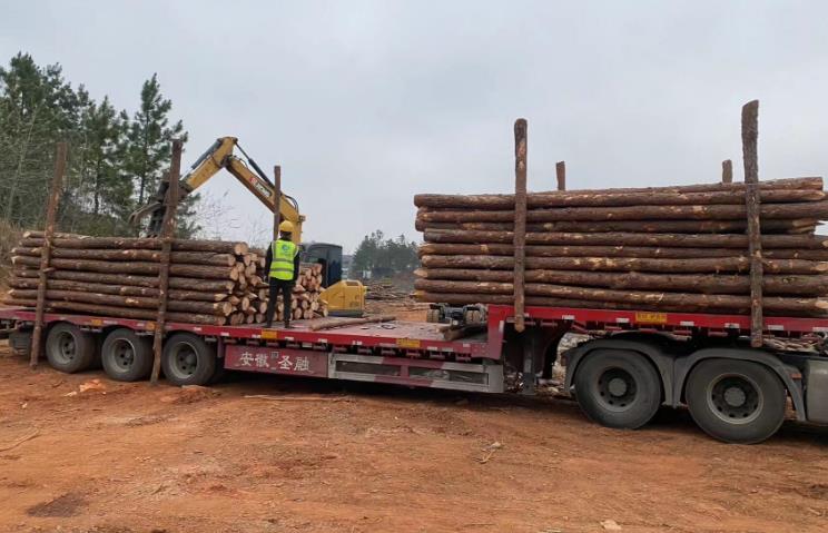 松木樁和杉木樁哪個更適合打木樁？兩者區(qū)別有哪些？