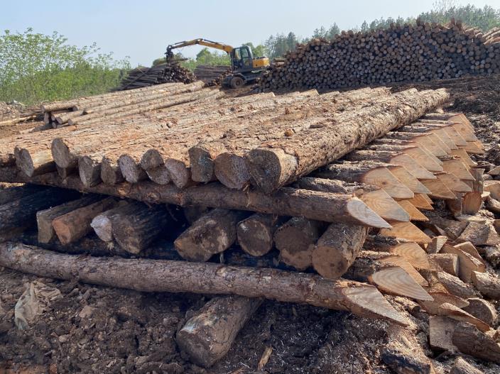 松木樁可做永久基礎處理(打造最牢固基礎，松木樁無可比擬)